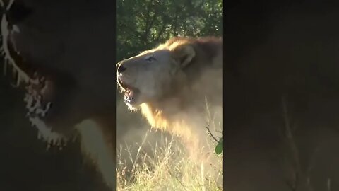 Powerful Mapogo Lion Roar #shorts