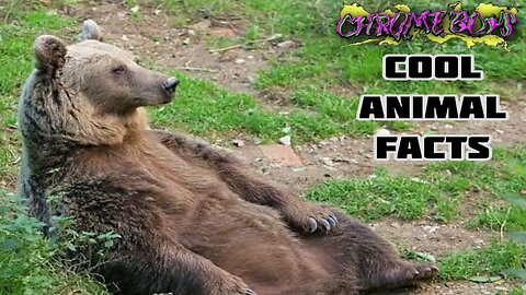 Cool Animal Facts (CHROME BOYS PODCAST 52 TEASER)