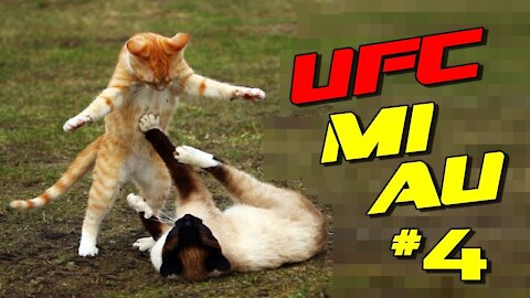 2 Cats Fighting Street Fighter