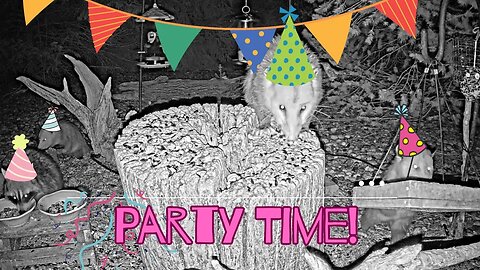 Party Time with all Our Furry Friends. Everyone Showed up!