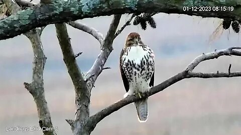 Red Tailed Hawk Morning Close Up 🌲 01/12/23 08:11