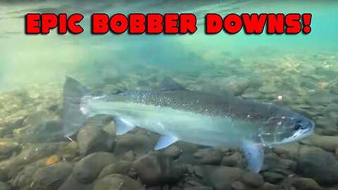 15 Mins Of BOBBER DOWN MADNESS!! TROUT & Steelhead Fishing Highlights.