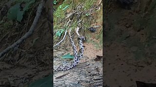 Can you identify these snakes? #shorts