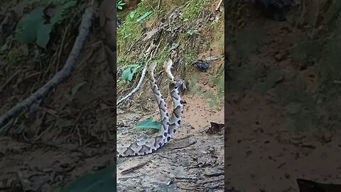 Can you identify these snakes? #shorts