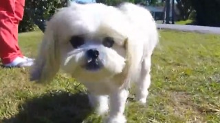 Family fights to save dog after attack