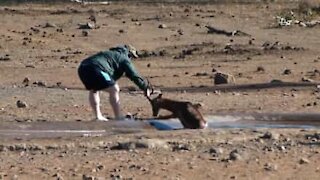 Un'impala intrappolato nel fango salvato da un uomo