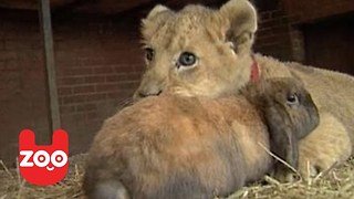 Lion Plays With Rabbit And Dog