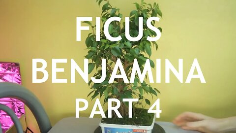 Fusion Ficus Benjamina Bonsai, 4