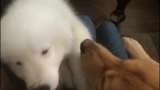 Big Dog Steals The Puppy's Spot On The Couch