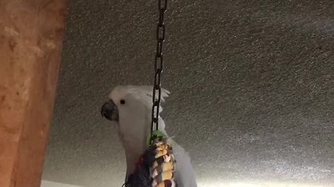 Cocky Cockatoo Barks Like A Dog Confusing Its Owner