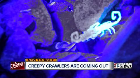 More creepy crawlers due to recent weather