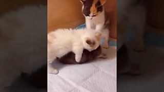 CAT VIDEO