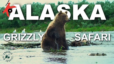 Grizzly Bear Encounter Katmai National Park Alaska 4K. #kovaction #packyourbag #bears