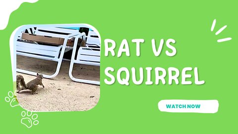 Rat vs squirrel at rapids water park