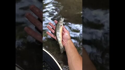 Technique to catch fishes