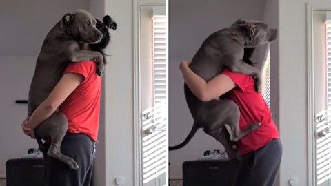Overly Attached Pit Bull Shows Just How Clingy It Is