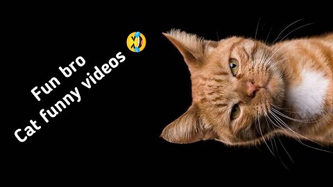 Funny CATS will always make you laugh - Funny Cats Videos 2023