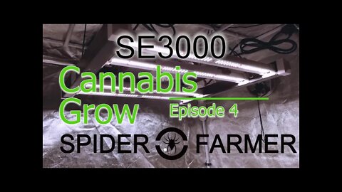 Spiderfarmer SE3000 Cannabis Grow Ep 4🔨 #SE3000 #SPIDERFARMER #420