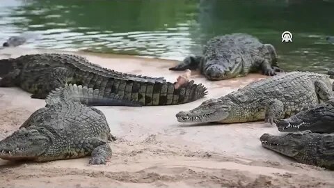 Dubai crocodile park in the UAE