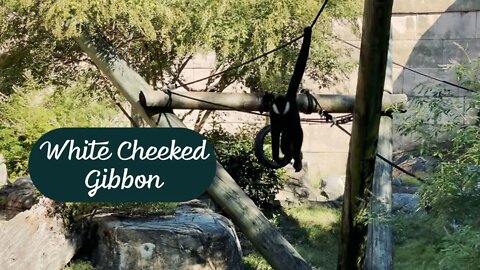 White Cheeked Gibbon at Memphis Zoo || Episode -2