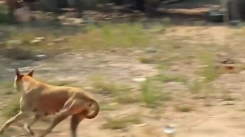 best funny videos compilation fake tiger lion pranks on street dogs 😂🤣