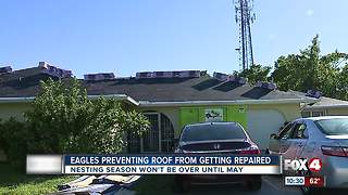 Eagles prevent man from fixing his roof