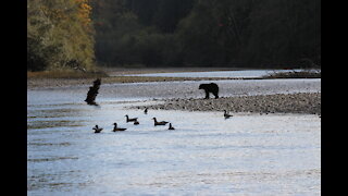 Coastal Black Bear Hunting - Fall