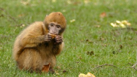 Very Little Monkey eating bread