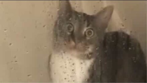 샤워 때문에 겁에 질린 고양이