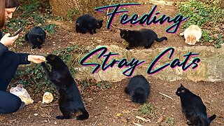 Feeding Stray Cats - Found Strange Injuries While Feeding Feral Cats