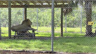 Lion Country Safari prepares for animals' safety during Hurricane Dorian