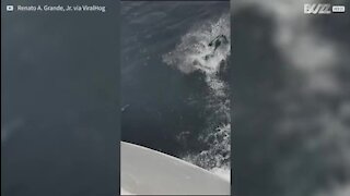 Marinheiros vivem momento único com golfinhos