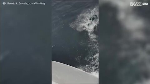 Marinheiros vivem momento único com golfinhos