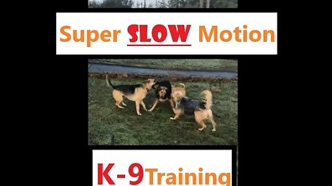 Dogs SLOW MOTION Defense Work | Crazy Skilz
