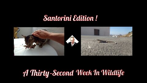 A Thirty-Second Week In Wildlife - Santorini Edition !