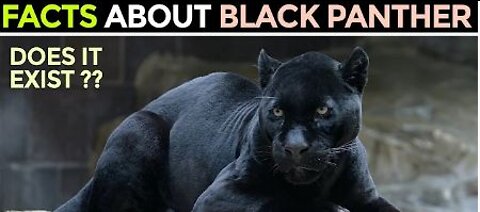 Black Panther Facts: 13 Facts about Black Panthers