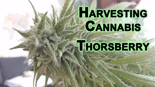 Harvesting a Thorsberry Cannabis Plant and Chit Chatting about Life [ASMR, Chill, Relax, Kitty Cats]
