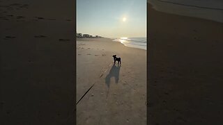 Days like this 🐾🏖️☀️=❤️ #beachvibes #dog #beachvacay