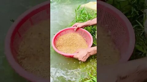 washing Old Wheat On Tubewell #wheat #tubewell #foodies #shorts #subscribe #shortsfeed #ytshorts