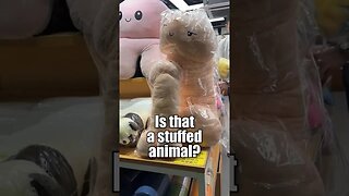 Stuffed Animal In Hong Kong