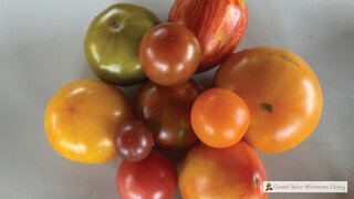 Saving Tomato Seeds Part 1