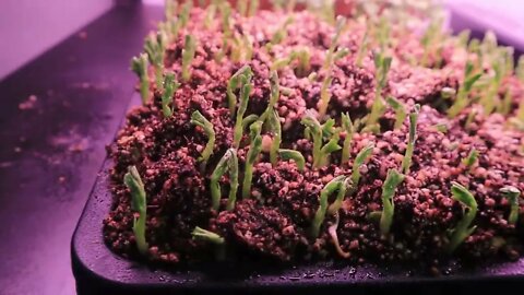 Microgreen Update