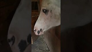 Horses eating corn- ASMR