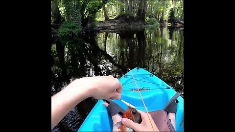 Panfishing Blackwater Creek