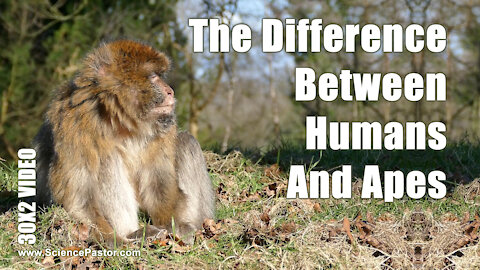 Is there a difference between humans and apes?