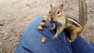 Chipmunk eats peanuts up close