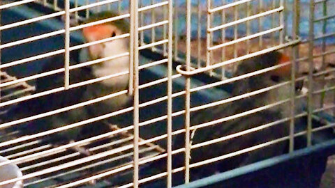 IECV PBV #104 - 👀Kiwi & Pearl Grooming Each Other, Daisy Grooming By Him Self🐤 1-30-2019