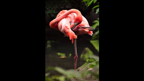 The beautiful flamingo