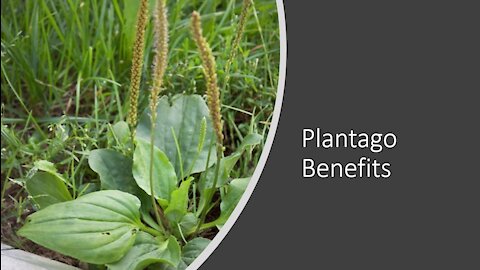 Plantago major - Broadleaf Plantain Benefits