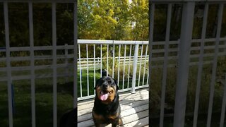 Rottweiler In Autumn Breeze 💖💛 #rottweiler #shorts